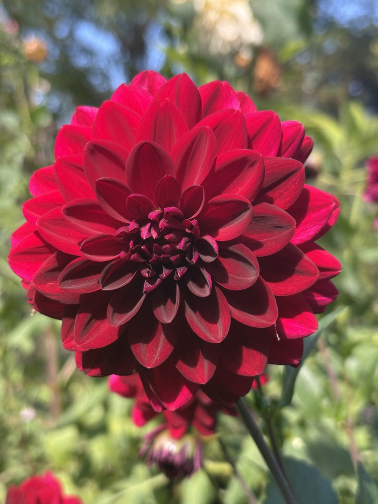Arabian Nights dahlia