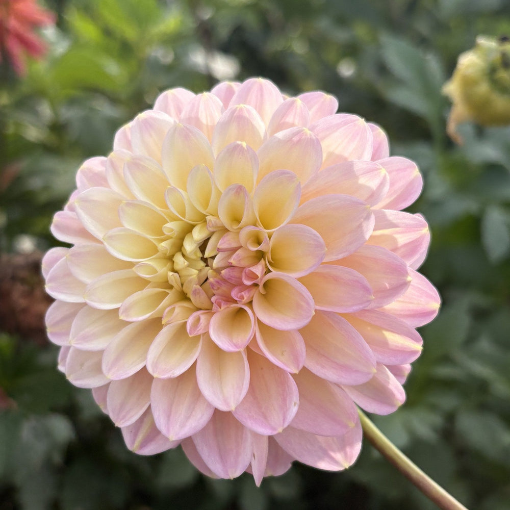 Arnside Rose dahlia