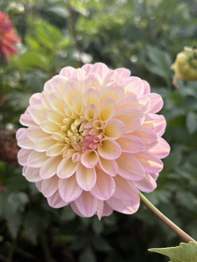 Arnside Rose dahlia