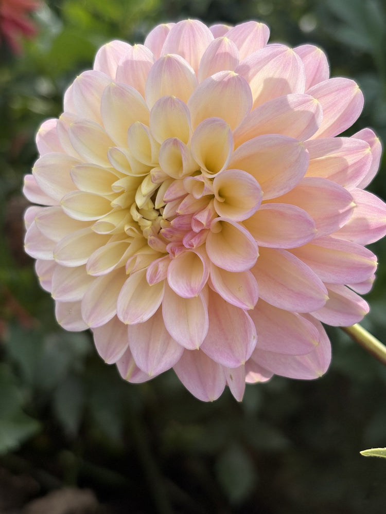 Arnside Rose dahlia