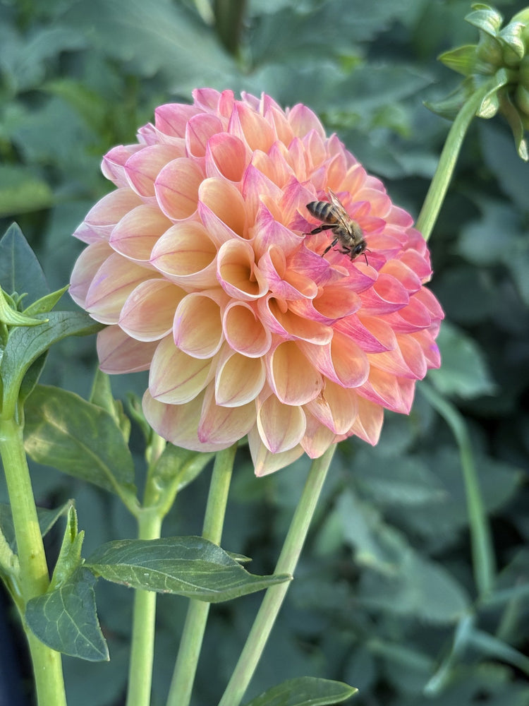 Autumn Times dahlia