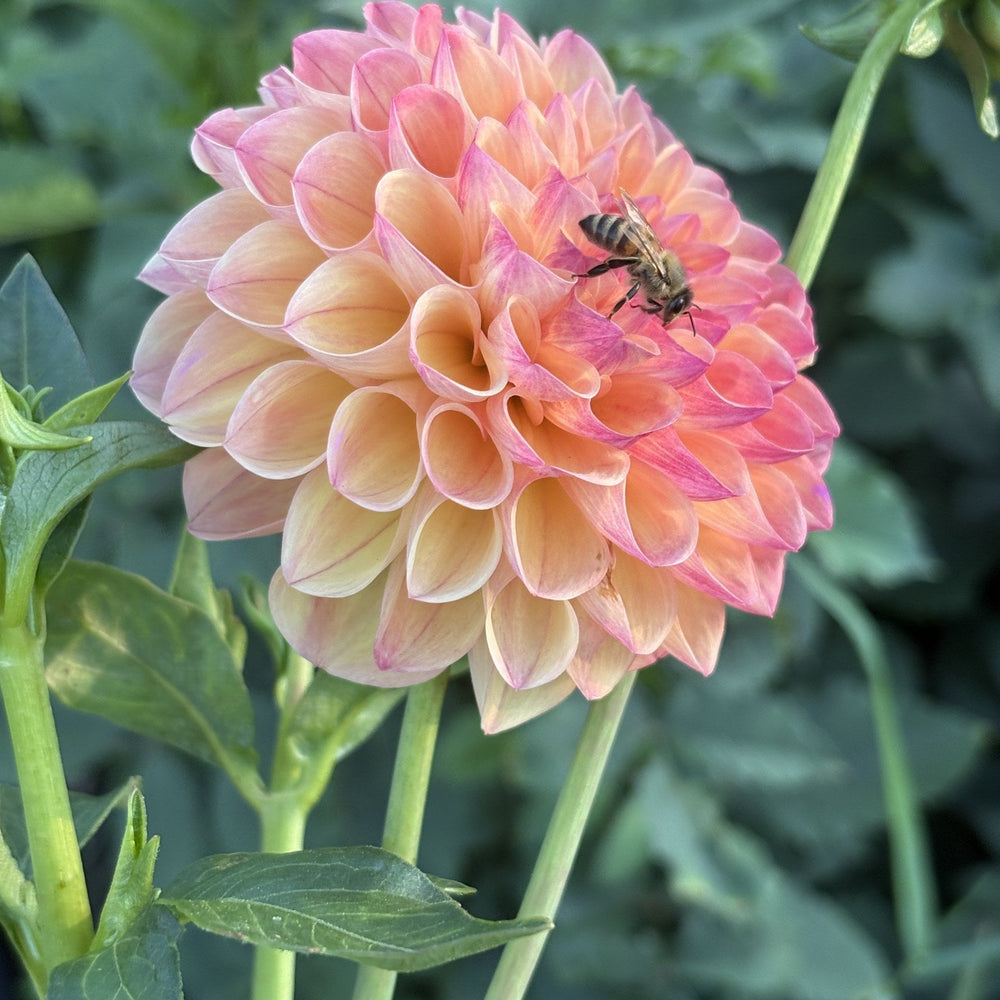 Autumn Times dahlia