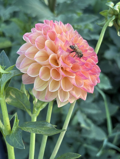 Autumn Times dahlia