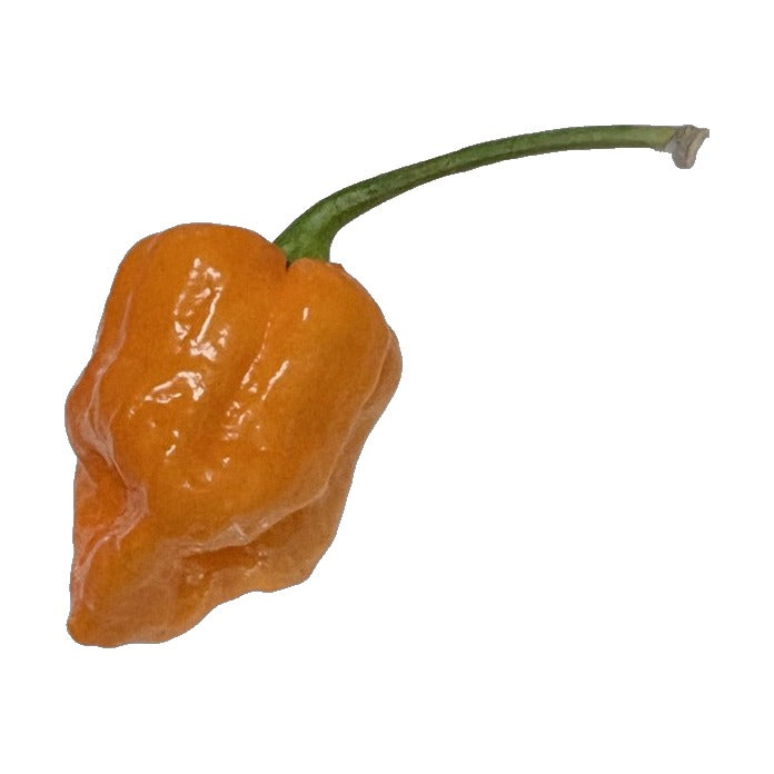 Bahamian Beast Peach