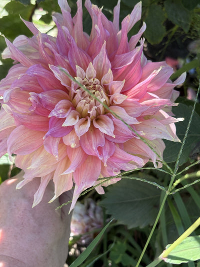 Barbara B dahlia