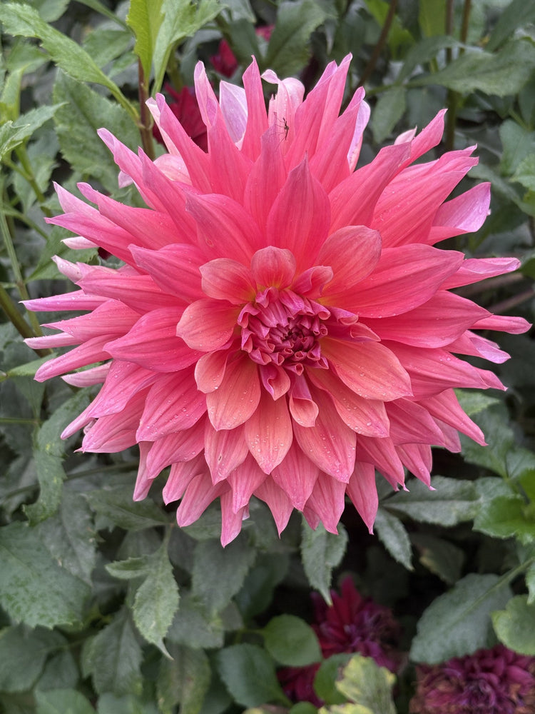 Belle of Barmera - Cutting dahlia