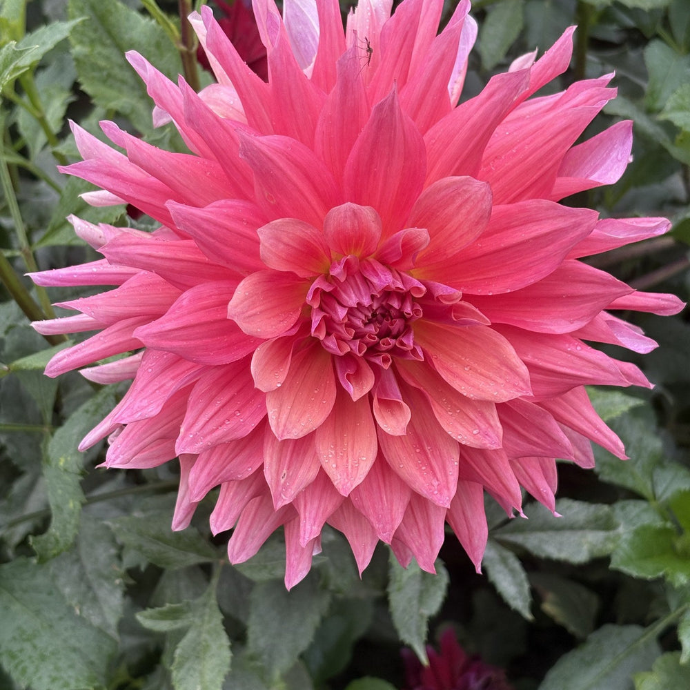 Belle of Barmera - Cutting dahlia