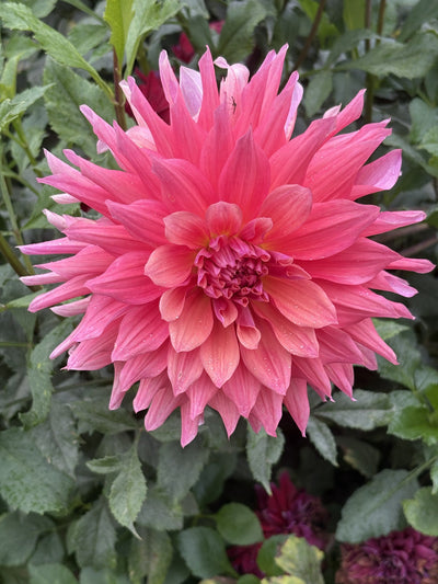 Belle of Barmera - Cutting dahlia