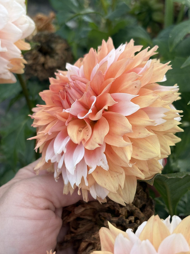 Belle's Bon Bon dahlia