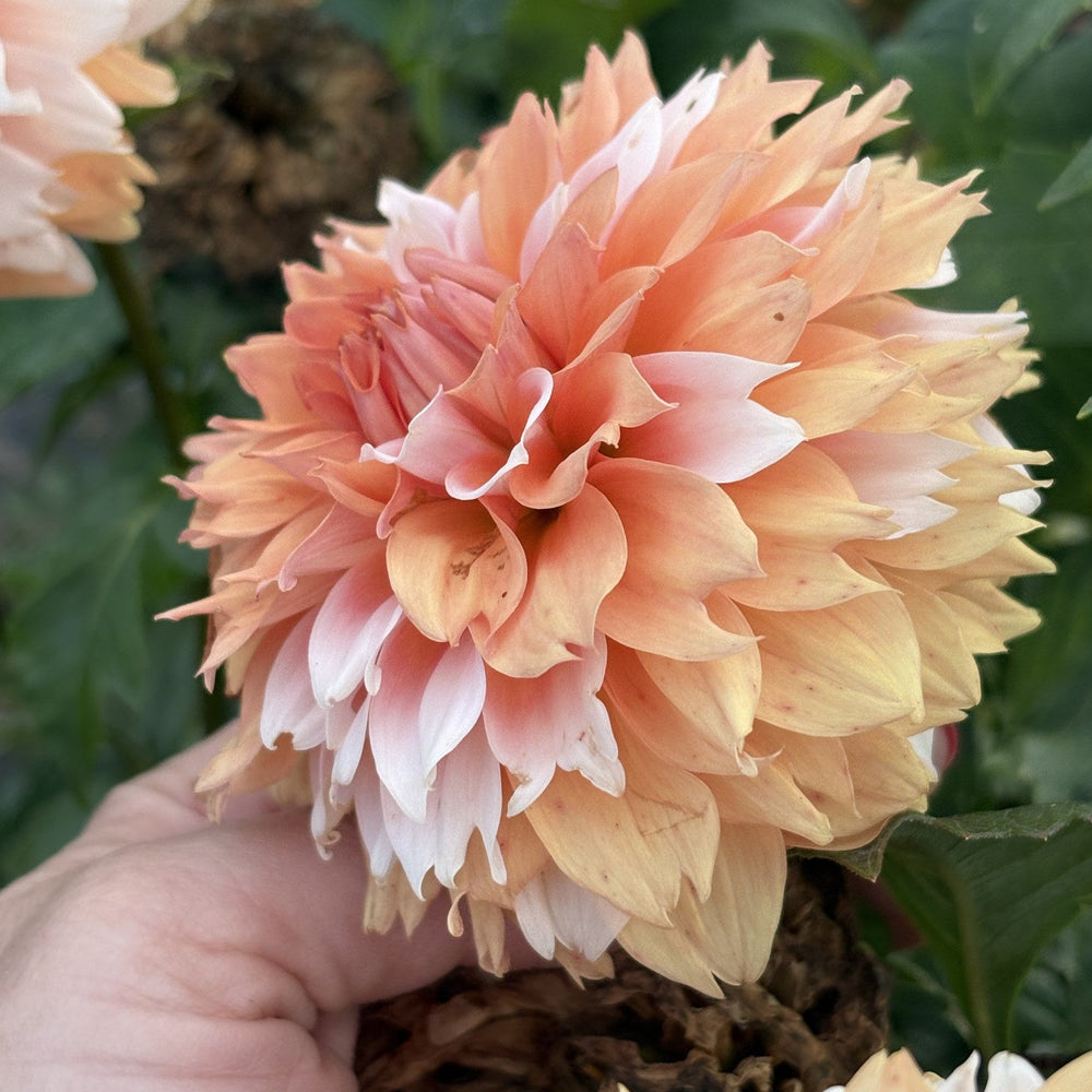 Belle's Bon Bon dahlia