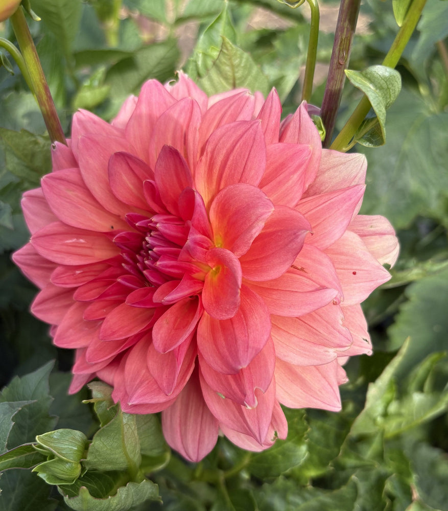 Beverly F dahlia