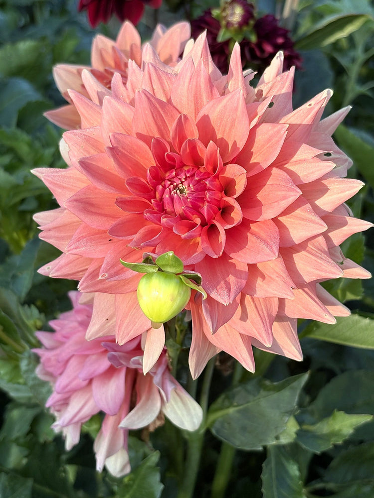 Beverly F dahlia