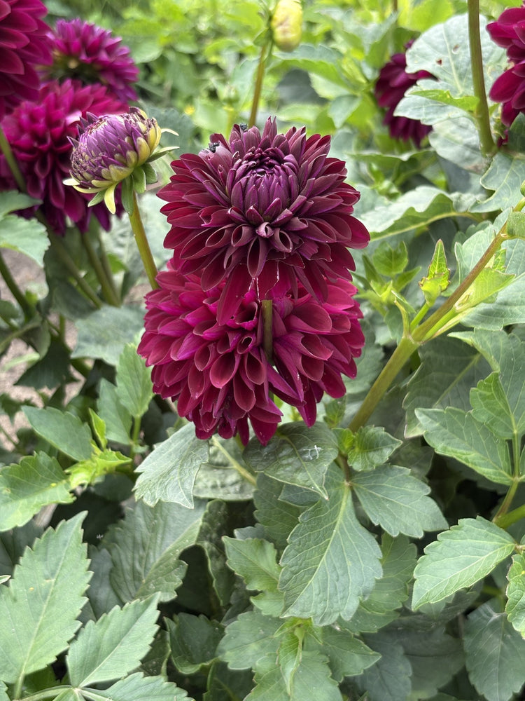 Black Lars dahlia