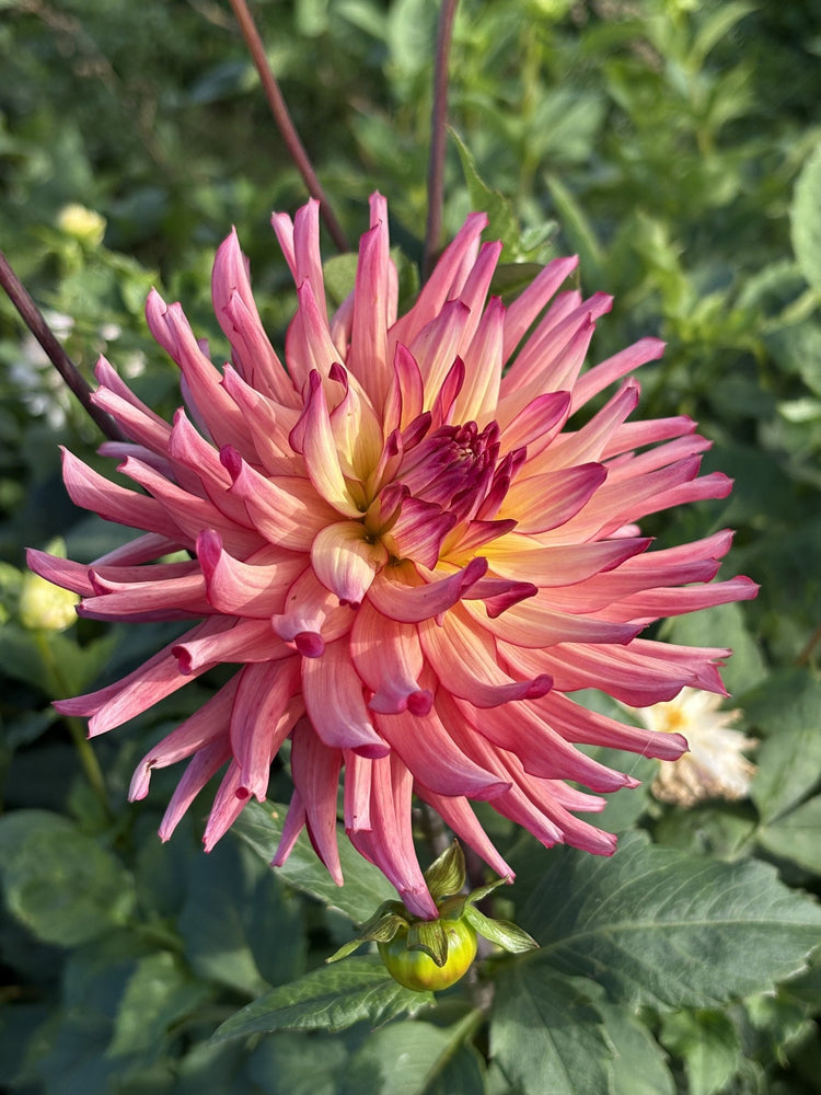 Bloomquist Awaken dahlia