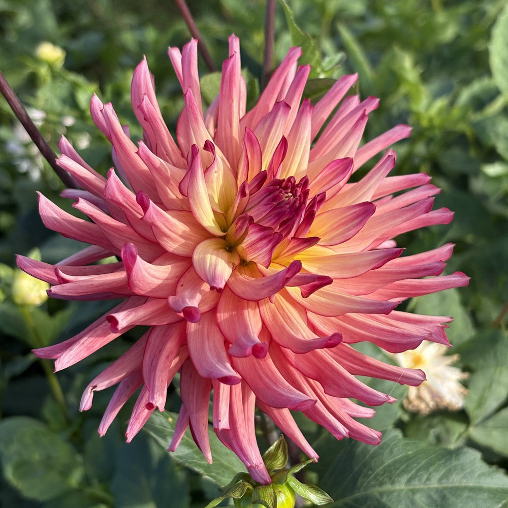 Bloomquist Awaken dahlia