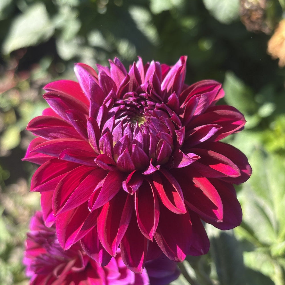 Bloomquist Awesome dahlia