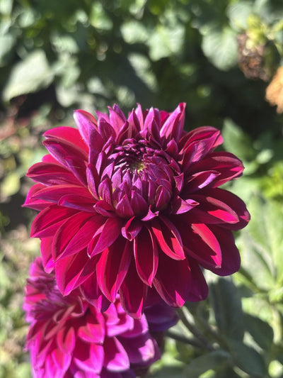 Bloomquist Awesome dahlia