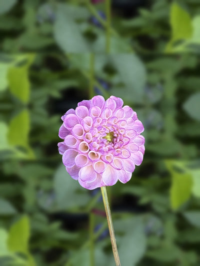 Bloomquist Compare dahlia grown by Petrolia Bloom Co. in Petrolia, Ontario