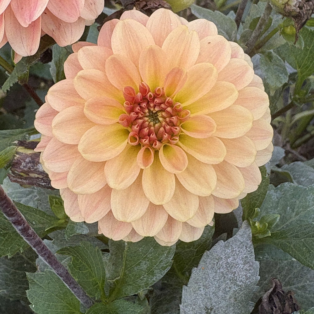Bloomquist Constant dahlia