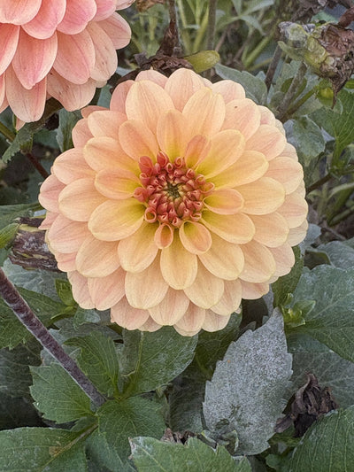 Bloomquist Constant dahlia