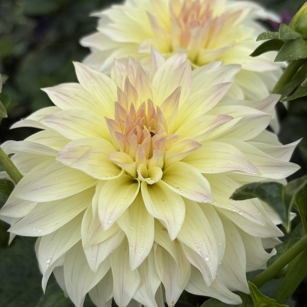 Bloomquist Cream dahlia
