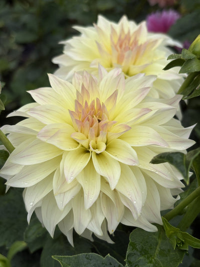Bloomquist Cream dahlia