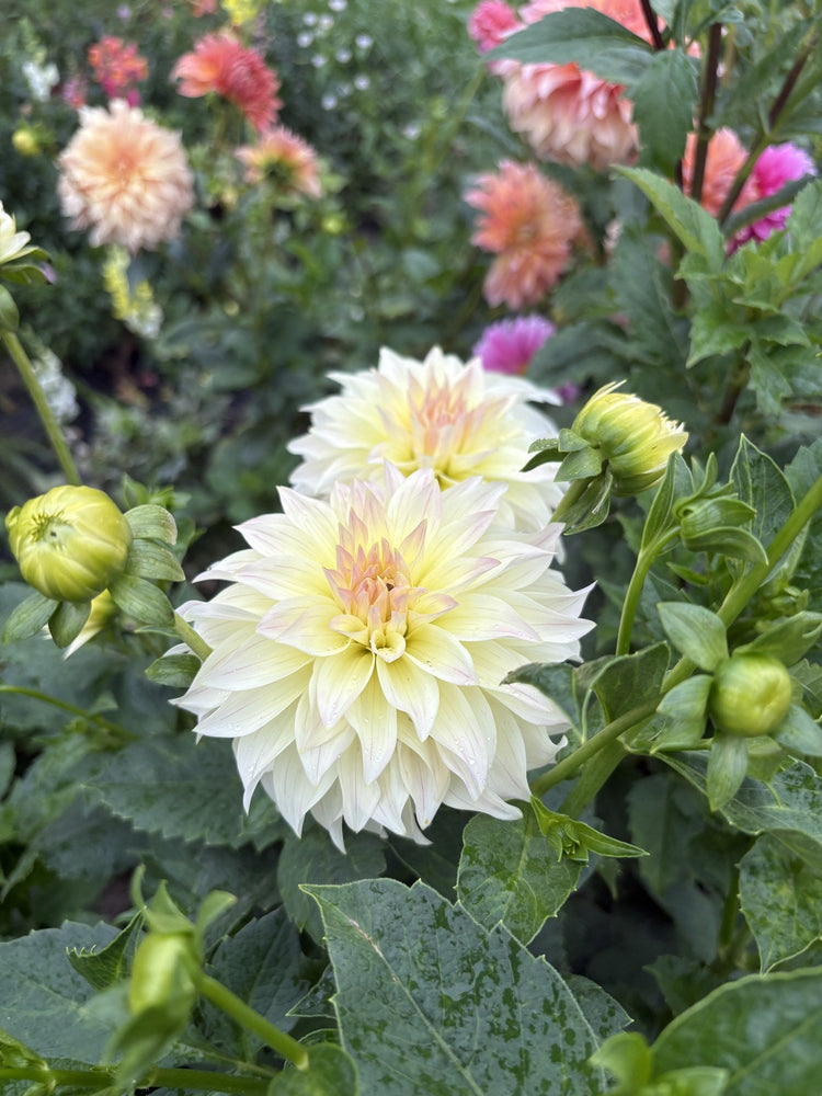 Bloomquist Cream dahlia