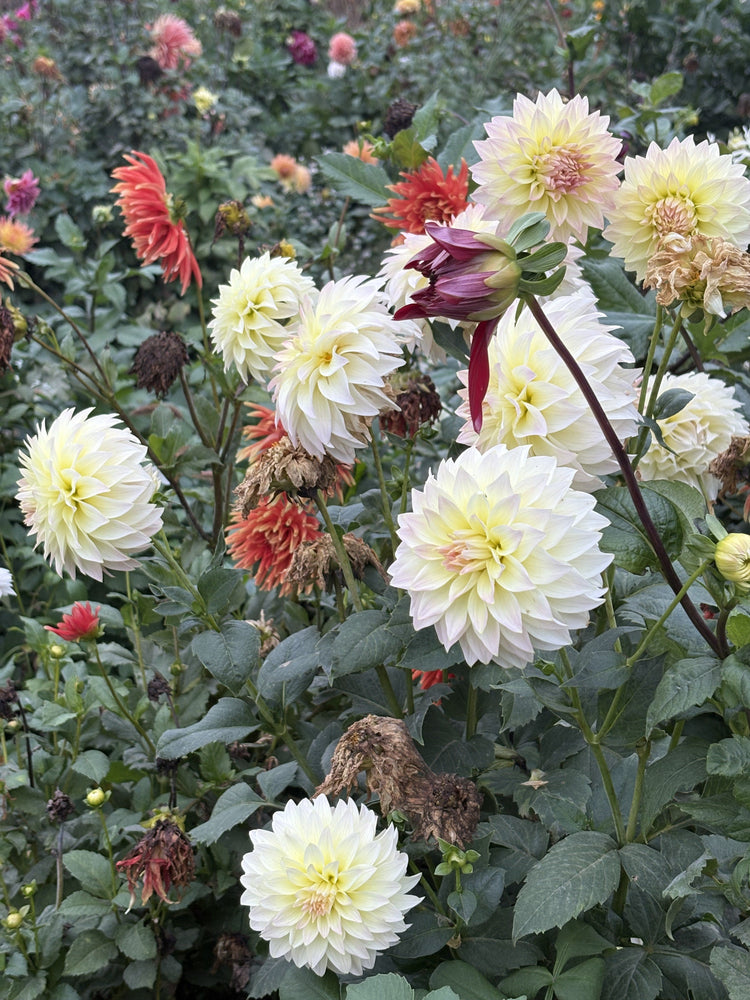 Bloomquist Cream dahlia