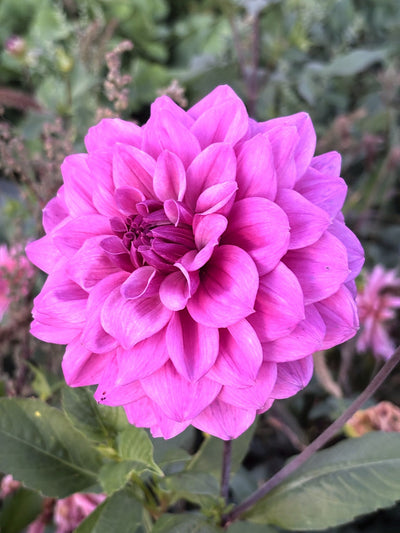 Bloomquist Crooner dahlia