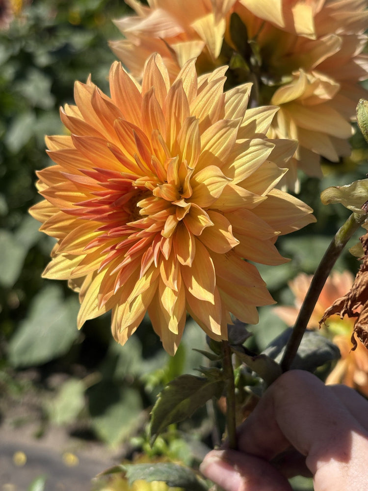 Bloomquist Egypt dahlia