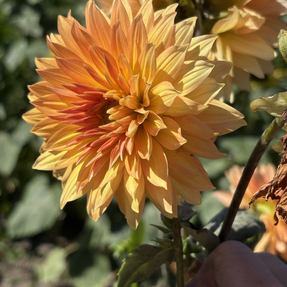 Bloomquist Egypt dahlia