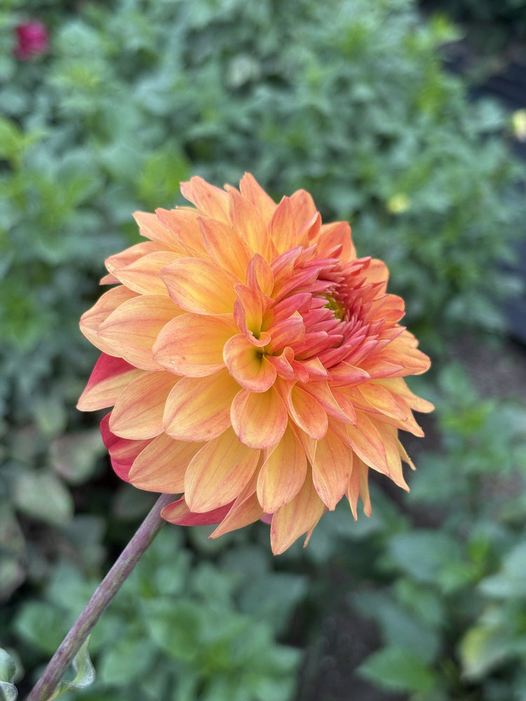 Bloomquist Globe dahlia