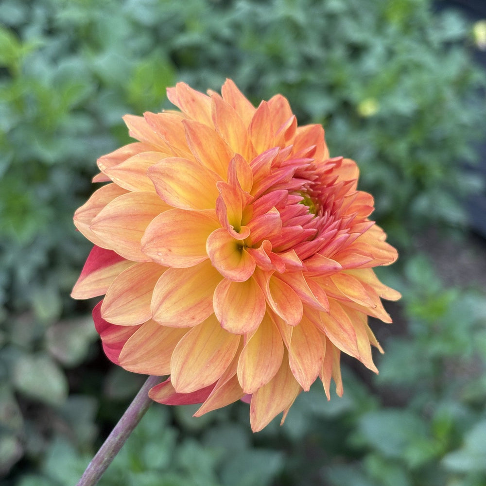 Bloomquist Globe dahlia