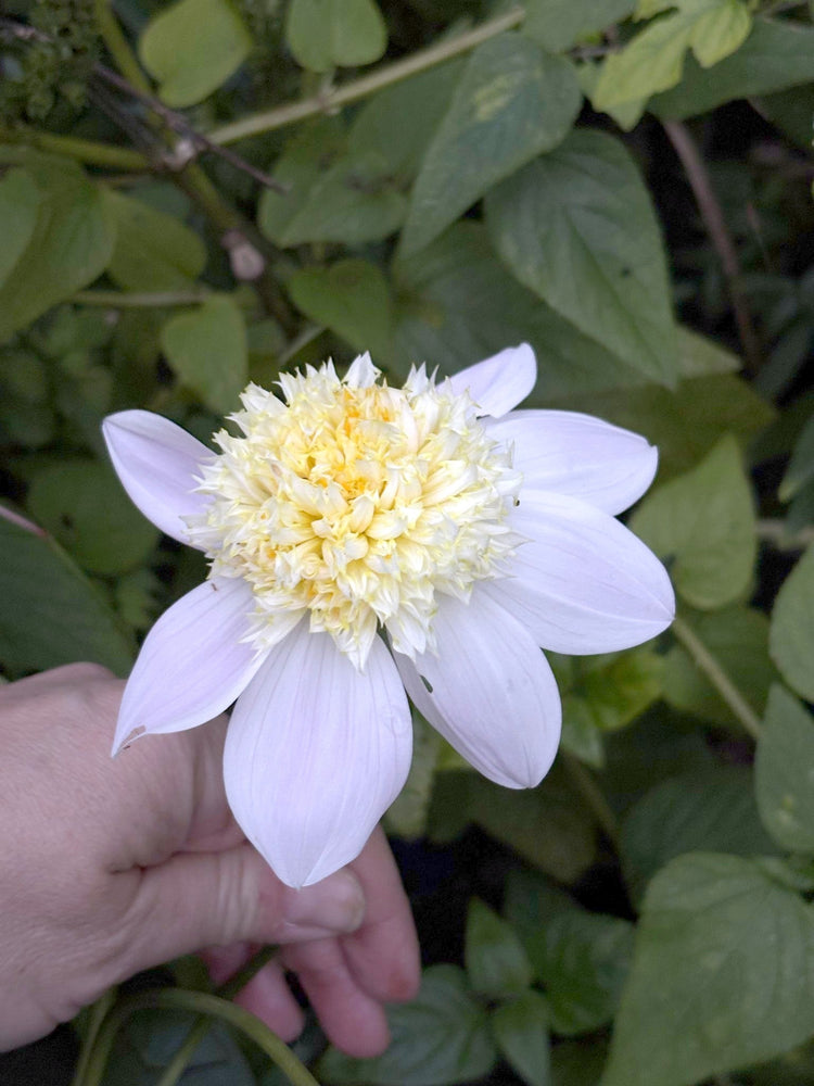Bloomquist Morris dahlia
