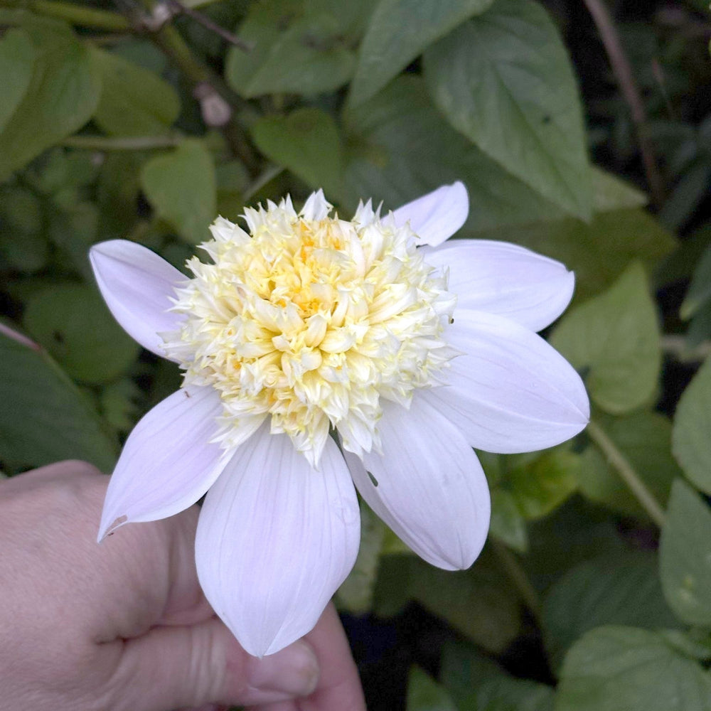 Bloomquist Morris dahlia