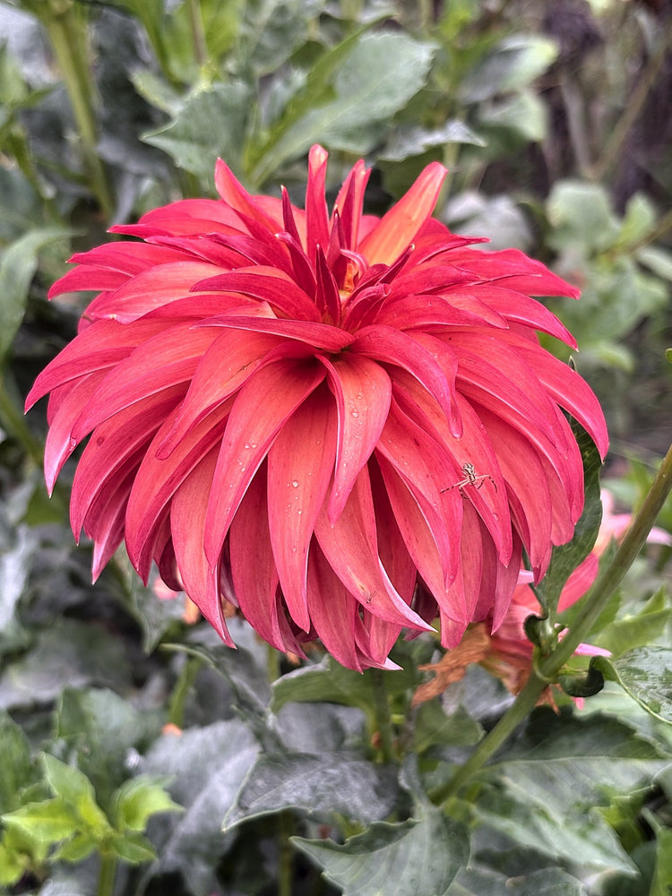 Bloomquist Pumpkin dahlia