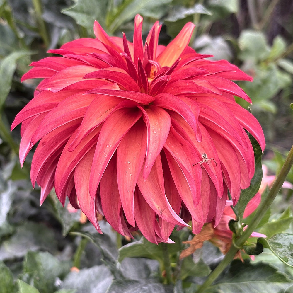 Bloomquist Pumpkin dahlia