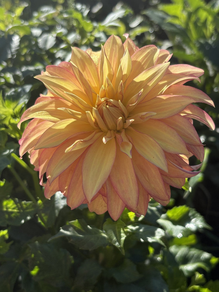 Bloomquist Pumpkin dahlia