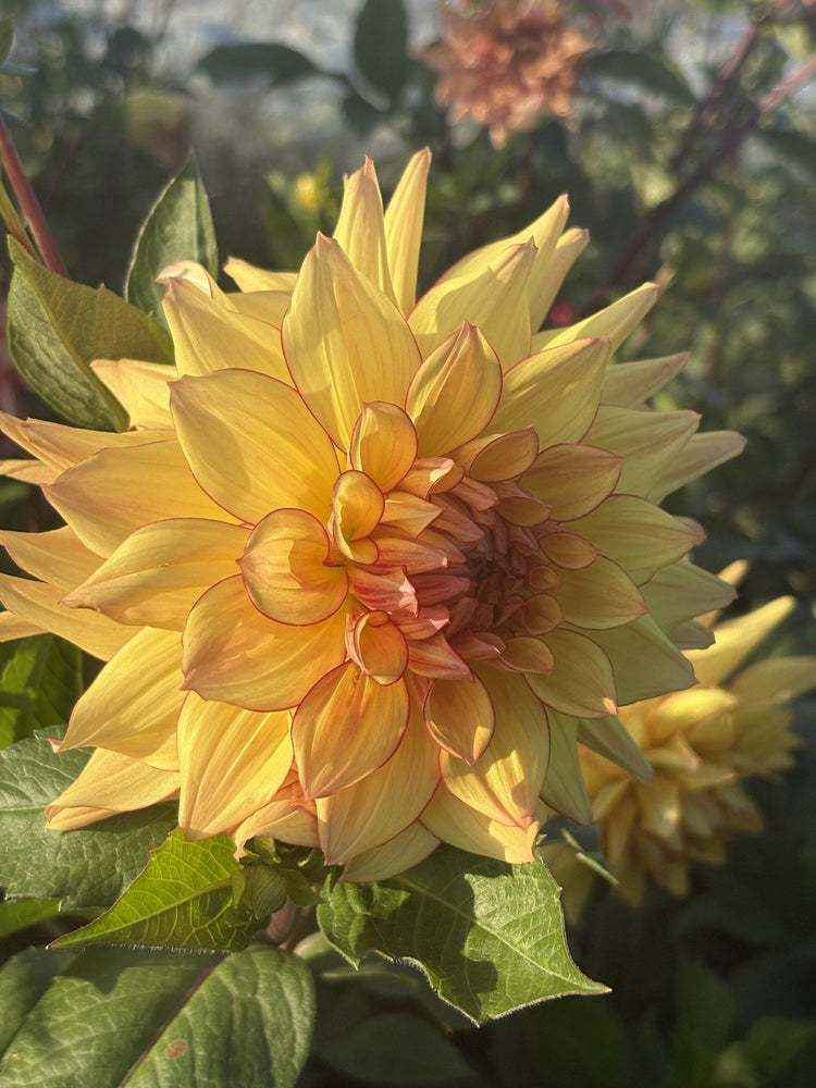 Bloomquist Sporty dahlia