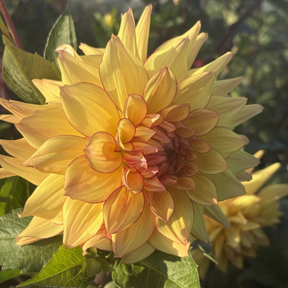 Bloomquist Sporty dahlia