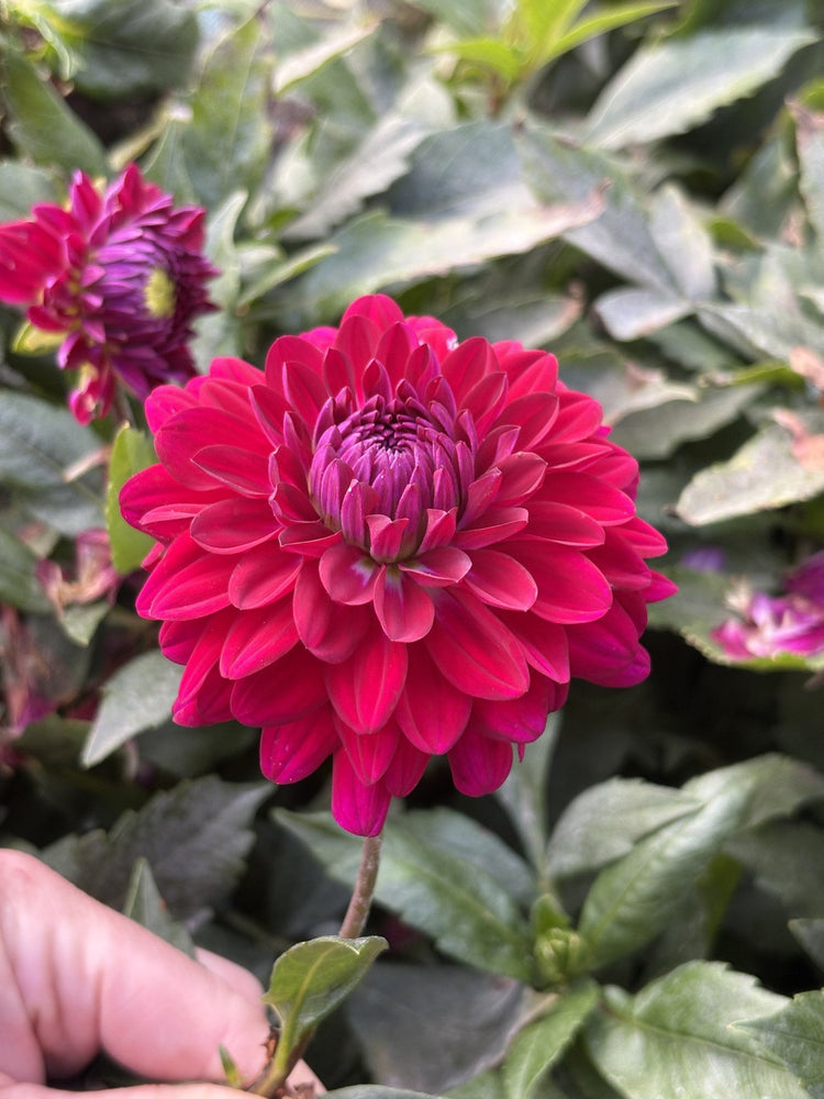 Blues Bird dahlia