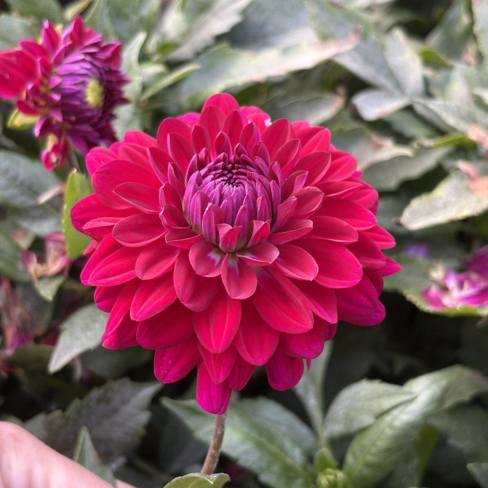 Blues Bird dahlia
