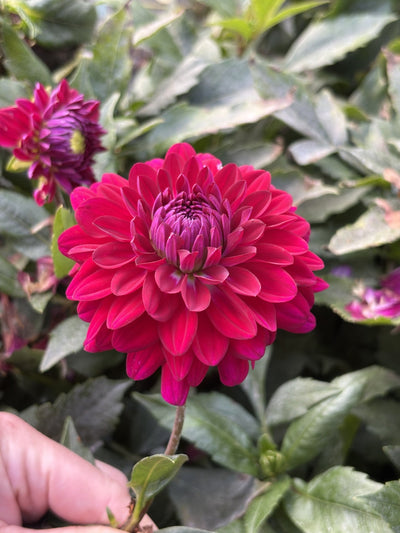 Blues Bird dahlia