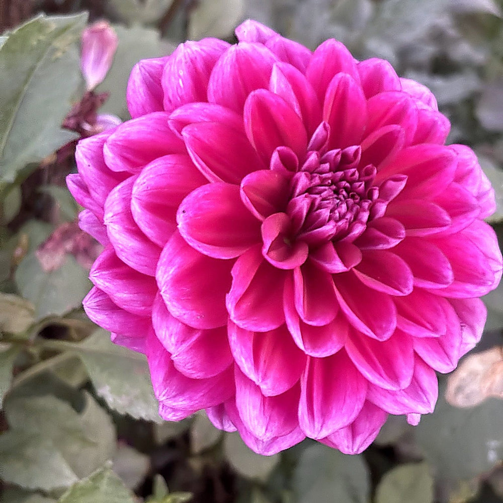 Boogie Nights dahlia
