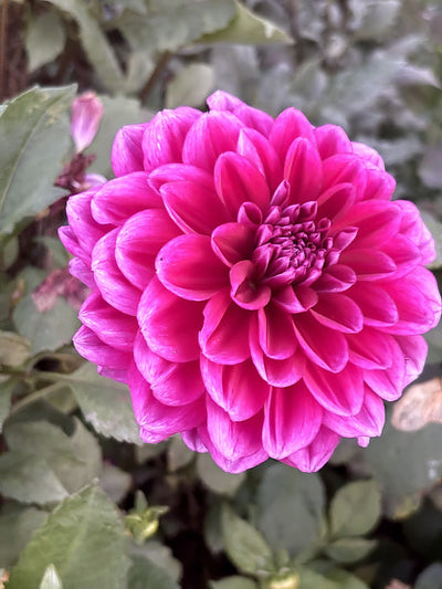 Boogie Nights dahlia