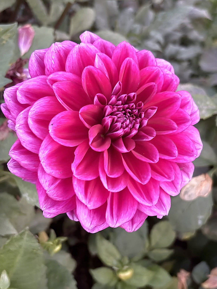 Boogie Nights dahlia