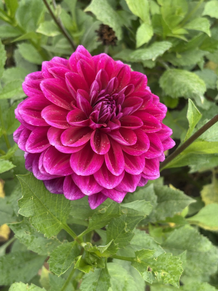 Boogie Nights dahlia