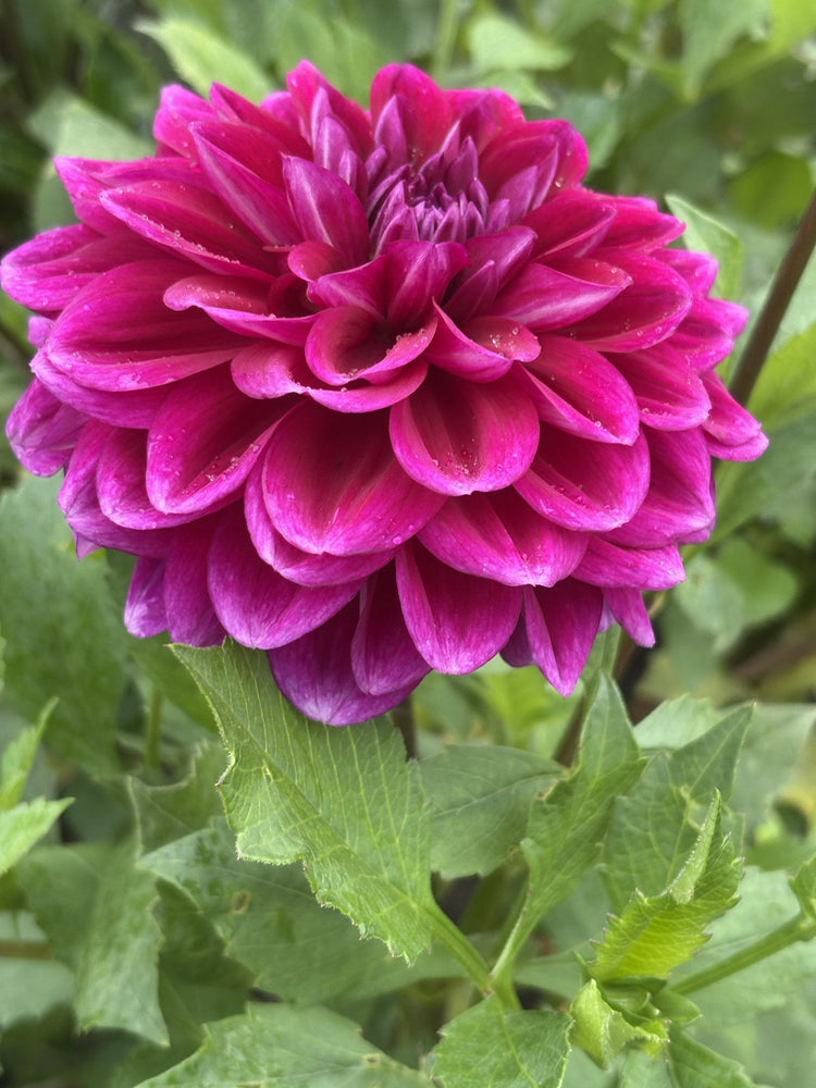Boogie Nights dahlia
