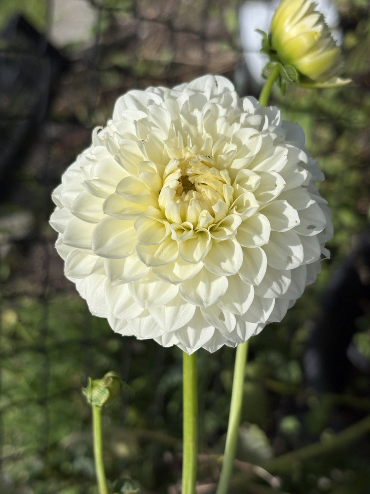 Boundary Snowflake dahlia