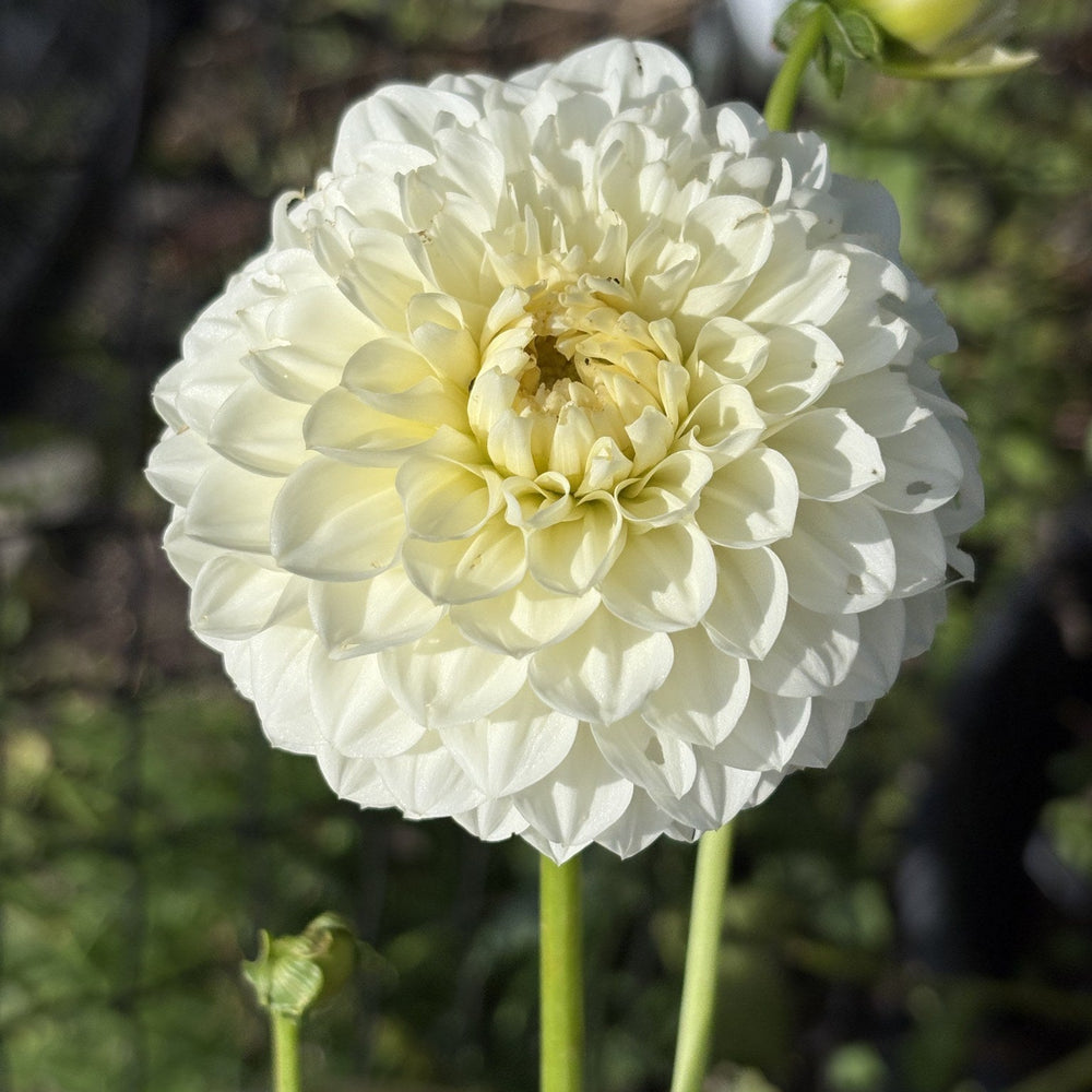 Boundary Snowflake dahlia